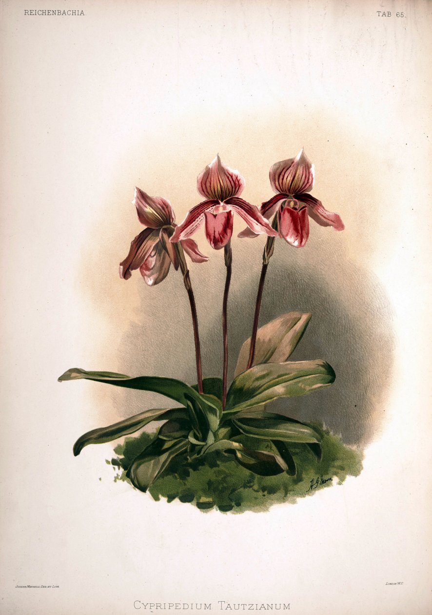 Odmiana Cypripedium × tautzianum = (Paphiopedilum barbatum × Paphiopedilum niveum) autorstwa London H. Sotheran and Co.