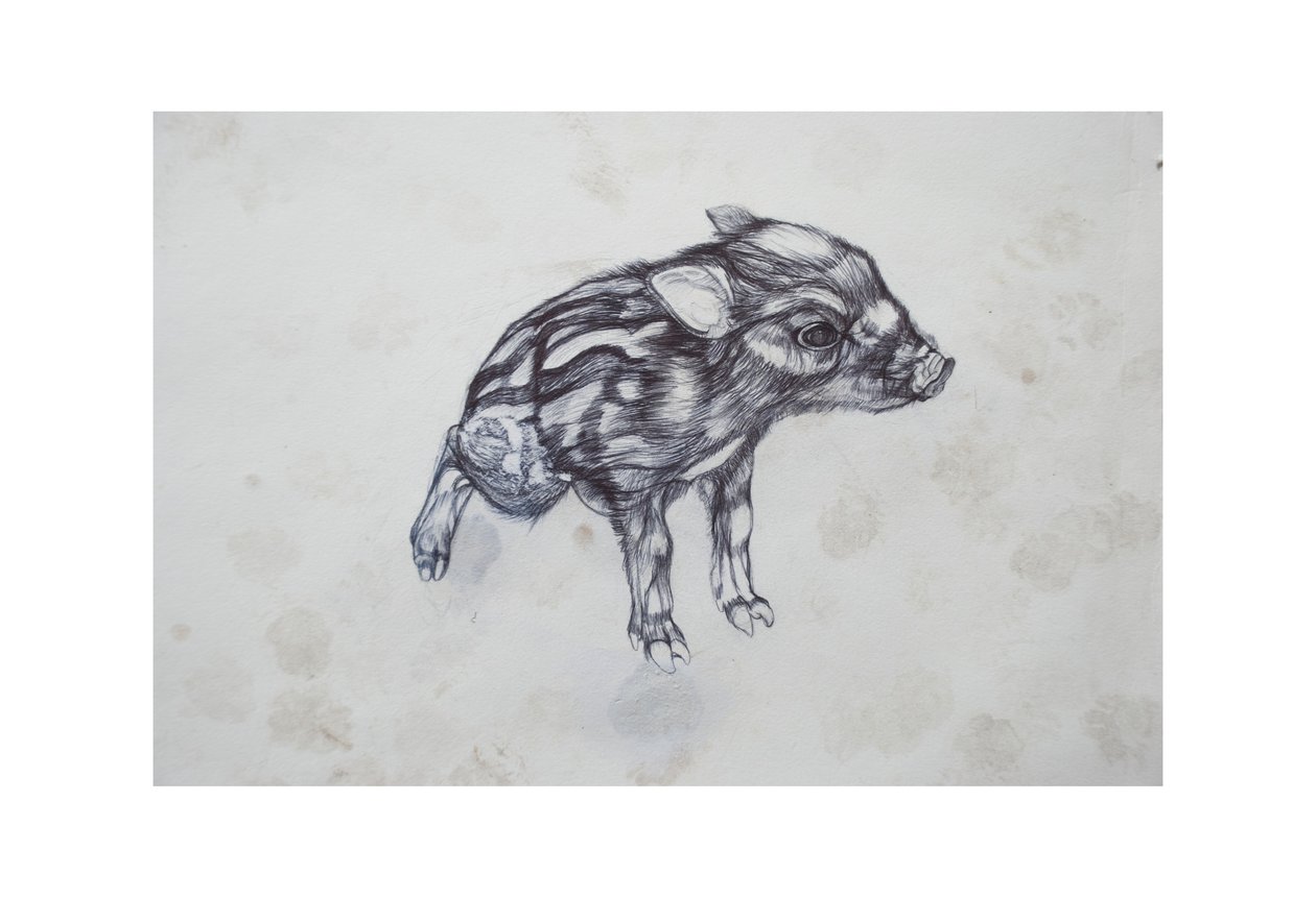 Mała Świnka, 2015, (biro biro na papierze) autorstwa Lou Gibbs