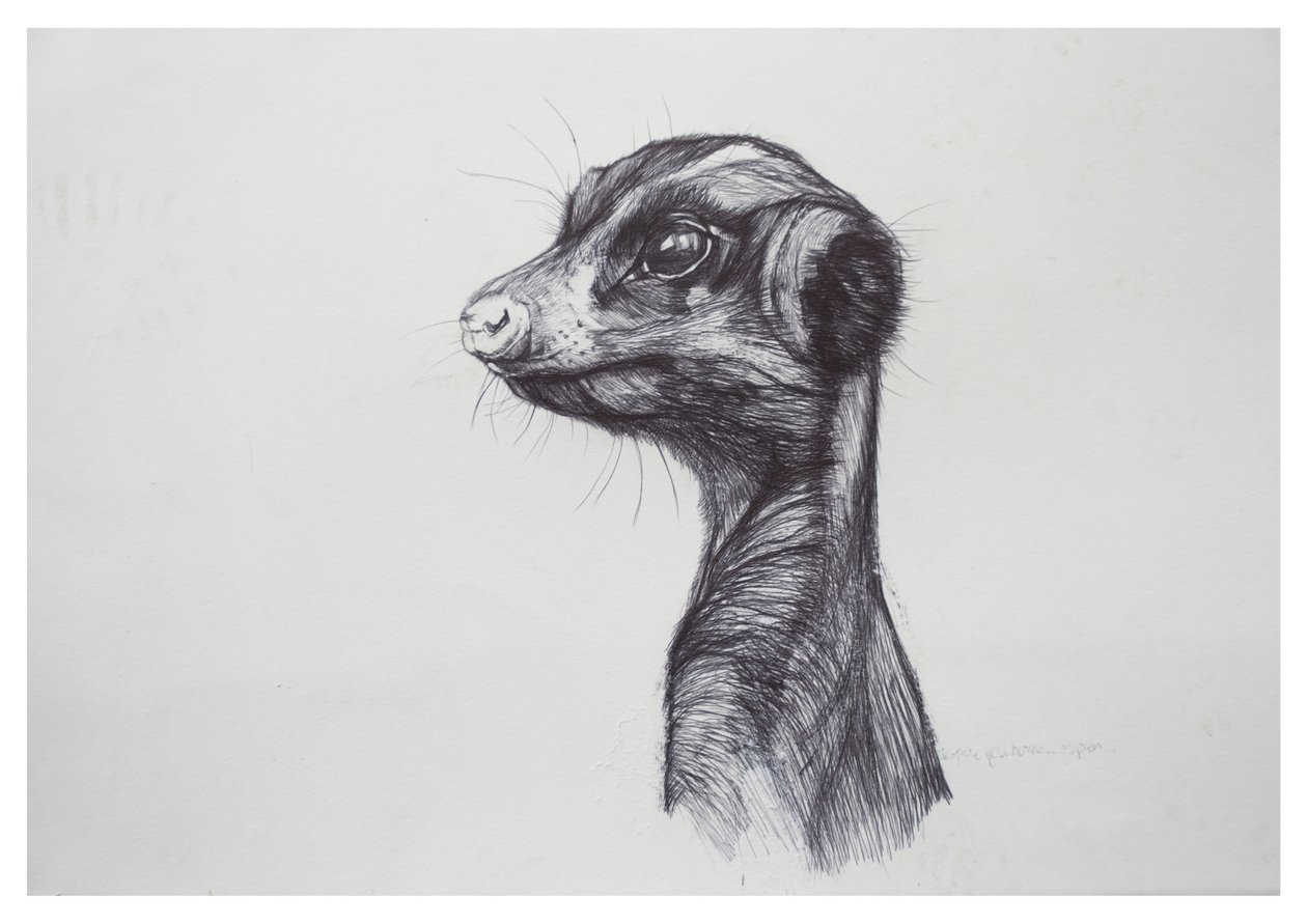 Surykatka,2016,(biro na papierze) autorstwa Lou Gibbs