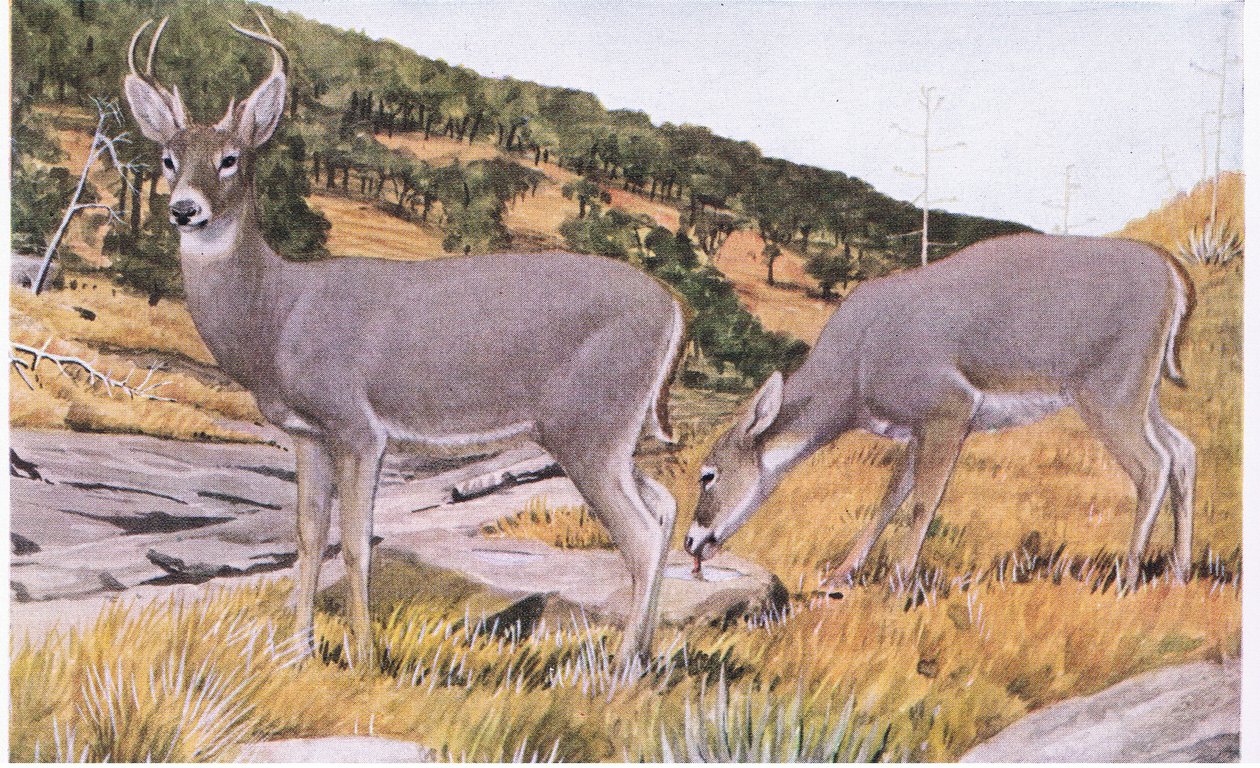 Arizona Whitetail, mała i nieuchwytna, latem ma rdzawobrązową sierść autorstwa Louis Agassiz Fuertes