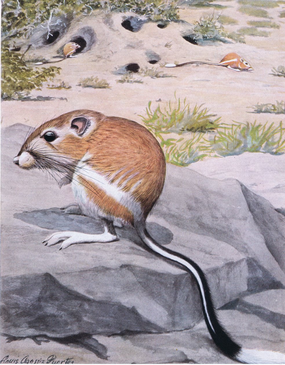 Baner Tailed Kangaroo Rat, odważne paski i elegancki ogon z białym zakończeniem autorstwa Louis Agassiz Fuertes