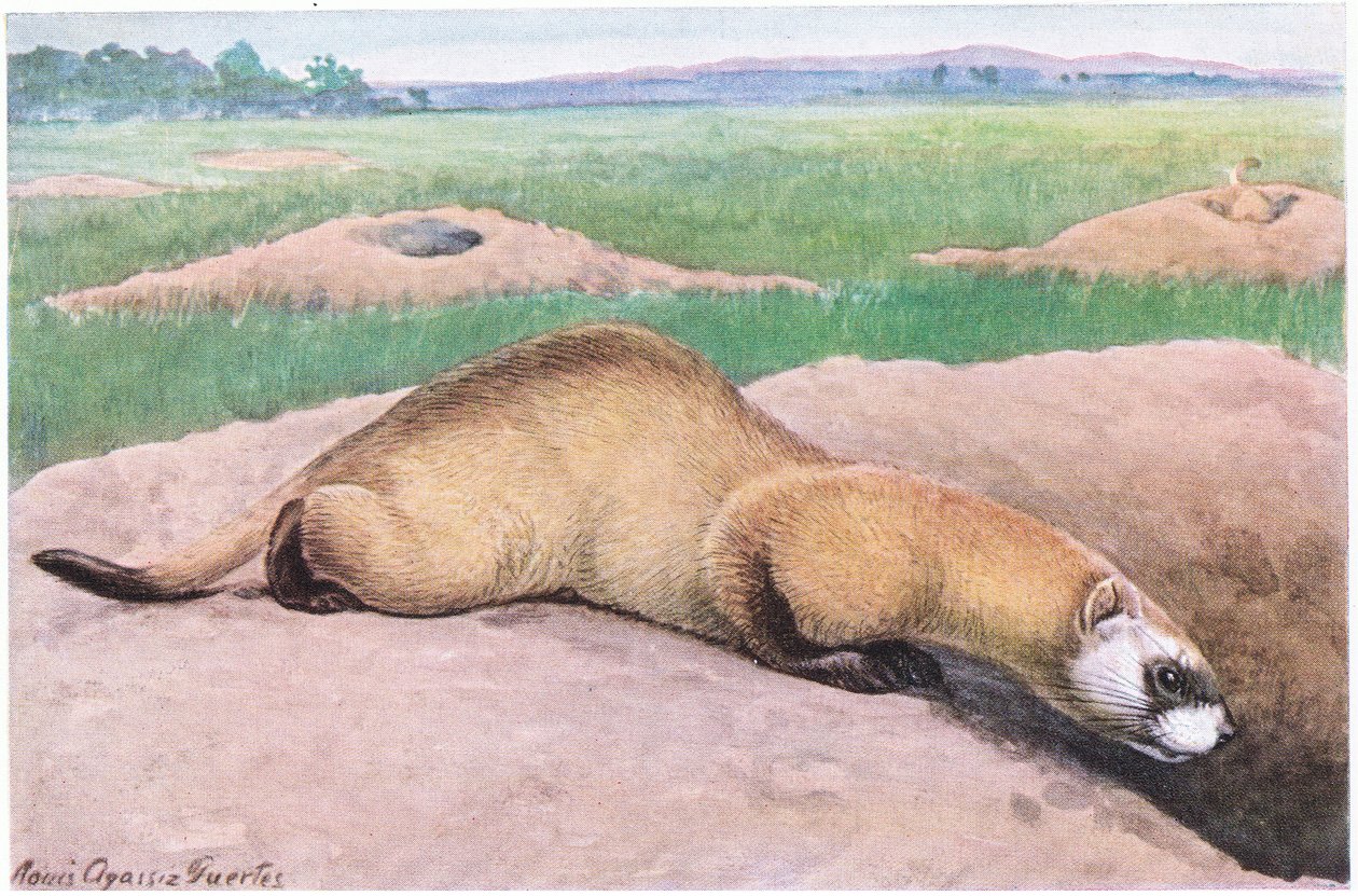 Fretka czarnonoga, czarna maska, czubek łap i ogona, jeden z najrzadszych ssaków w Ameryce autorstwa Louis Agassiz Fuertes