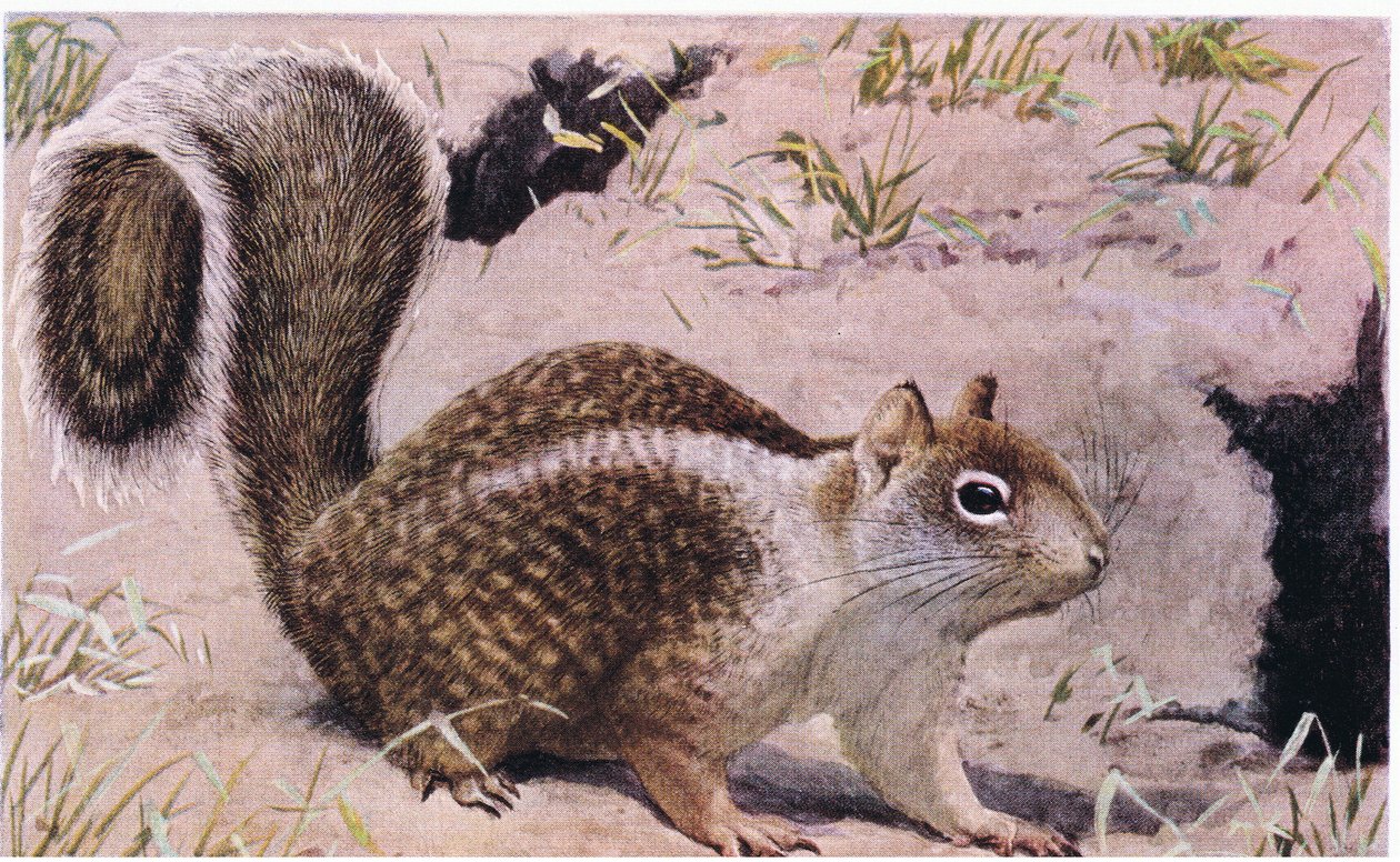 California Ground Squirrel mieszka pod ziemią i jest doskonałą kopaczą autorstwa Louis Agassiz Fuertes