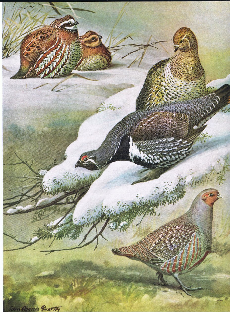 Eastern Bob-White, Canada Spruce Grouse, European Partridge autorstwa Louis Agassiz Fuertes