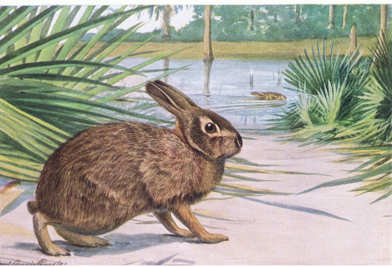 Marsh Rabbit – wolno na lądzie, ale szybko pływa z rozłożonymi palcami autorstwa Louis Agassiz Fuertes