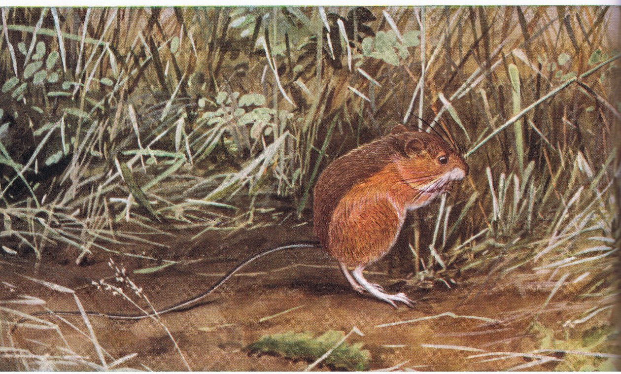 Meadow Jumping Mouse, mała myszka, ale potrafi skakać na osiem stóp długości autorstwa Louis Agassiz Fuertes