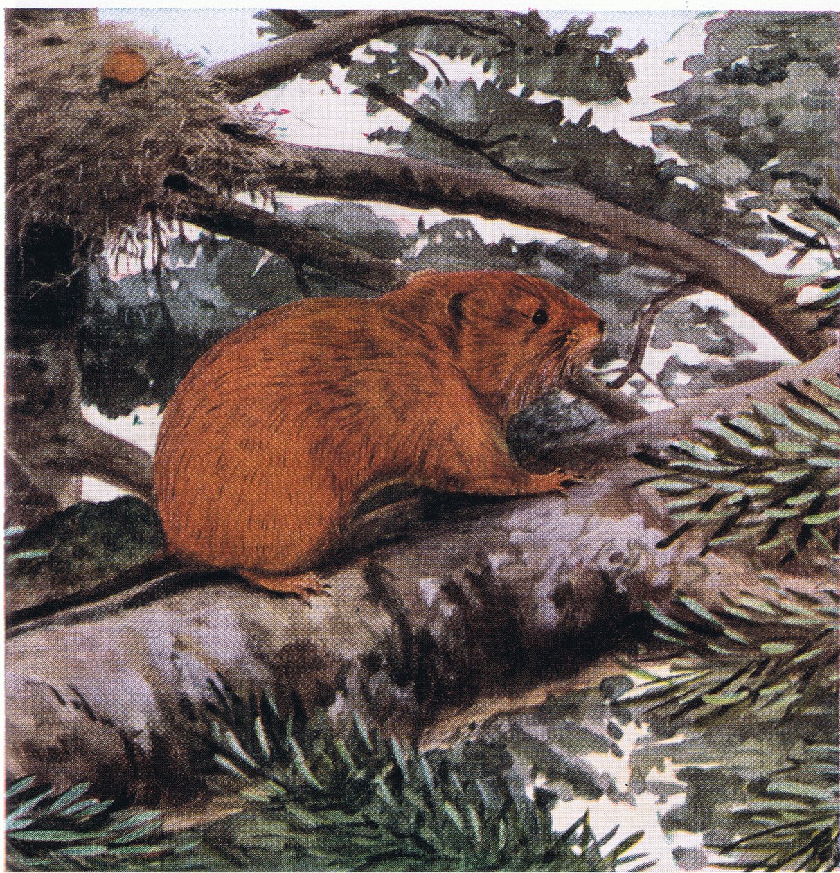 Red Tree Mouse, żyj na szczytach lasów na wybrzeżu Pacyfiku autorstwa Louis Agassiz Fuertes
