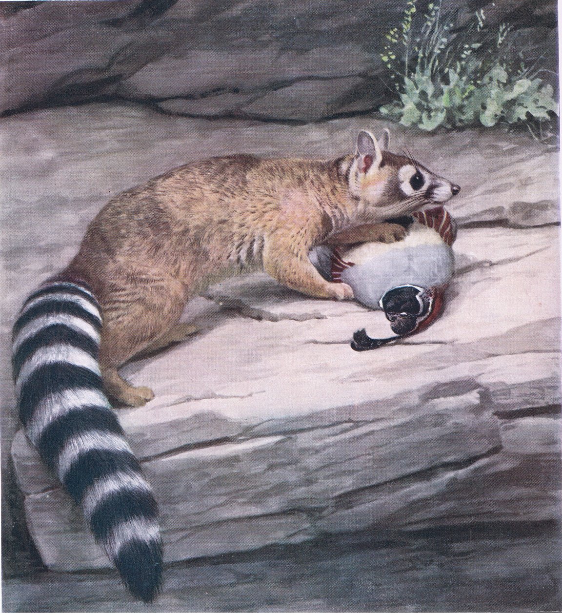 Ostrooki Ringtail z przepiórką autorstwa Louis Agassiz Fuertes