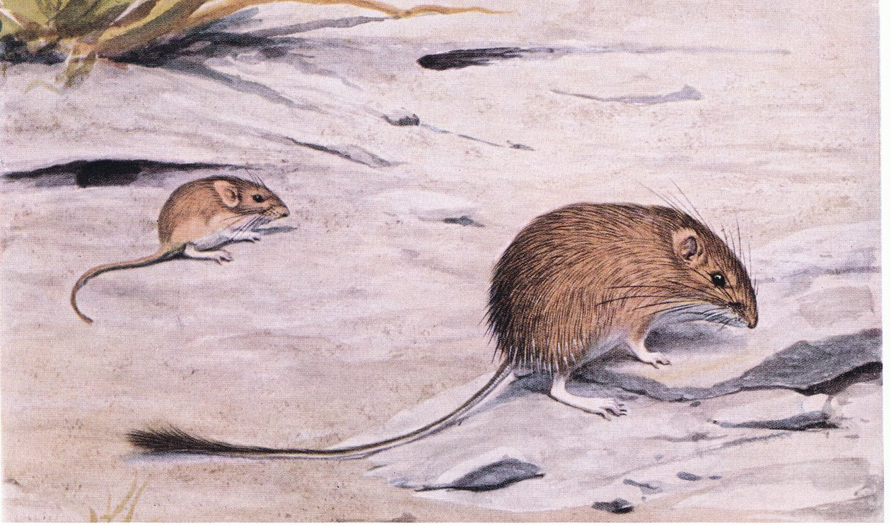 Silky Pocket Mouse zwiadowcy na nasiona autorstwa Louis Agassiz Fuertes