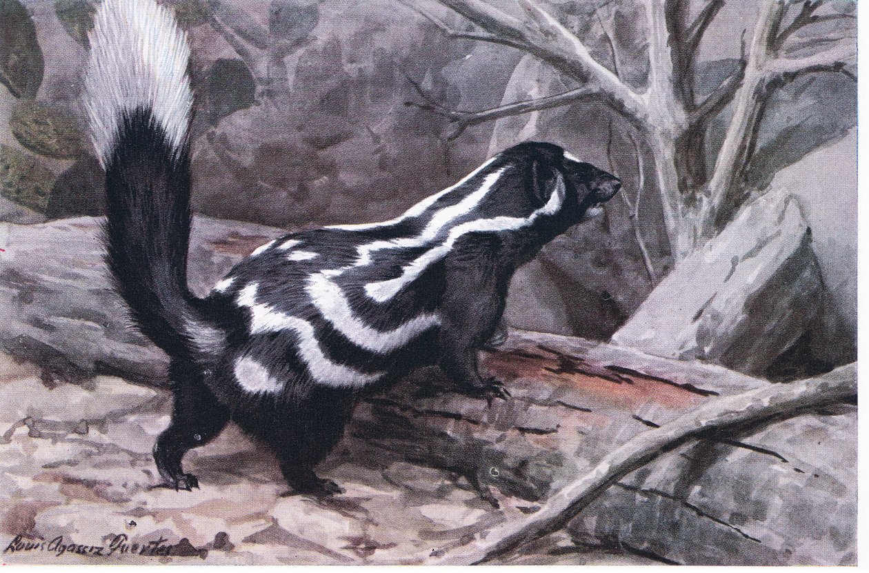 Spotted Skunk, sportowy zygzak w cętki i paski, zdobi lśniącą sierść. Najmniejszy ze skunksów autorstwa Louis Agassiz Fuertes