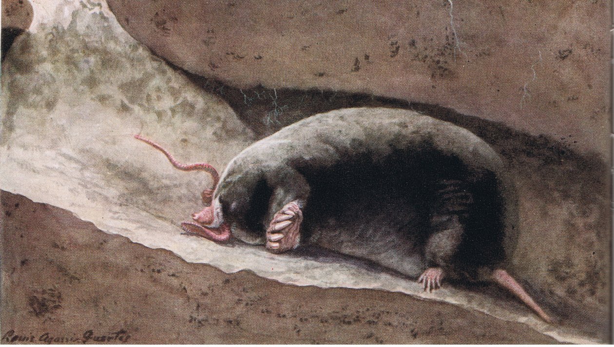 Townsend Mole autorstwa Louis Agassiz Fuertes