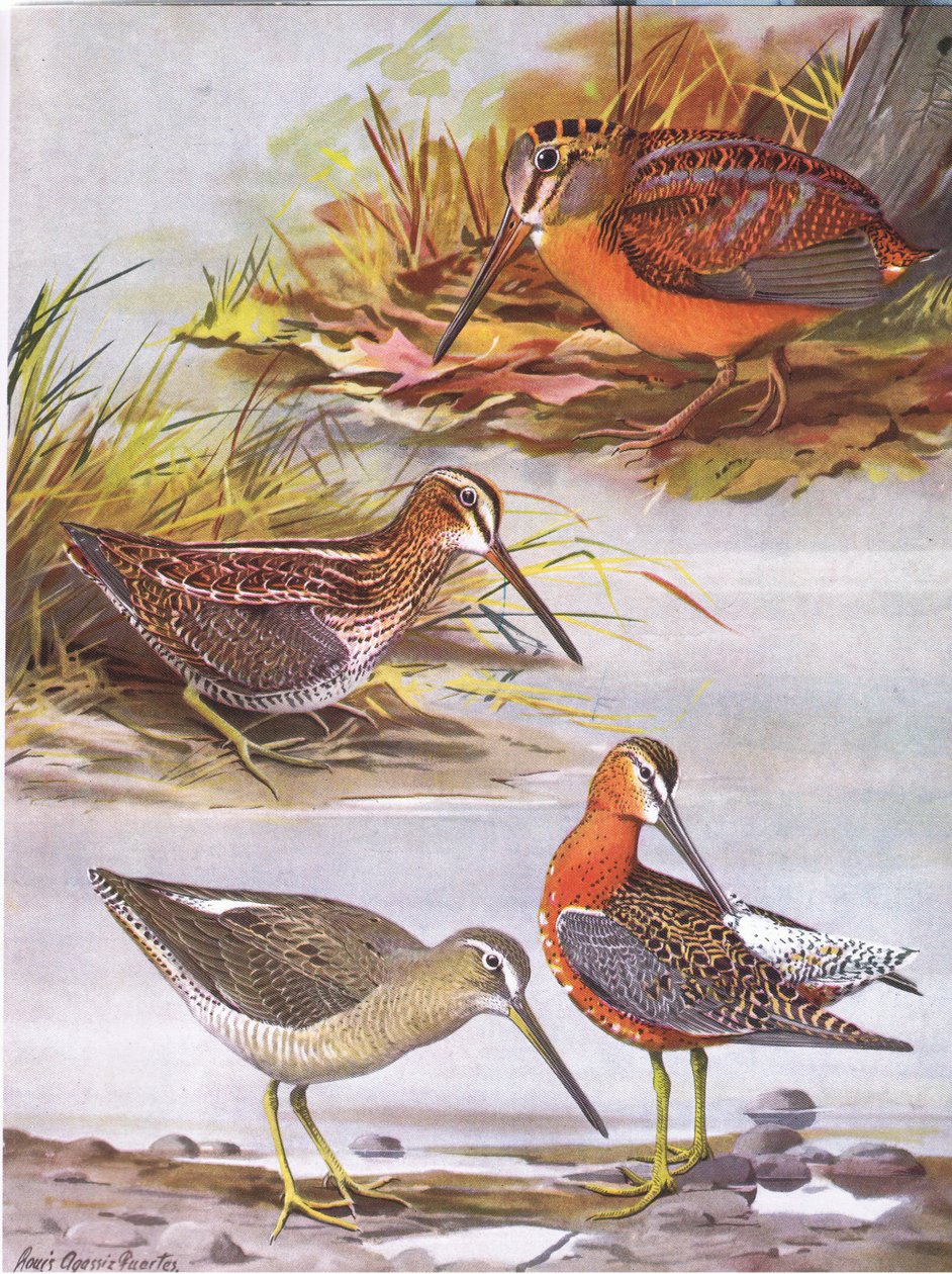 Wilsons Snipe, Eastern Dowitcher, American Woodcock autorstwa Louis Agassiz Fuertes