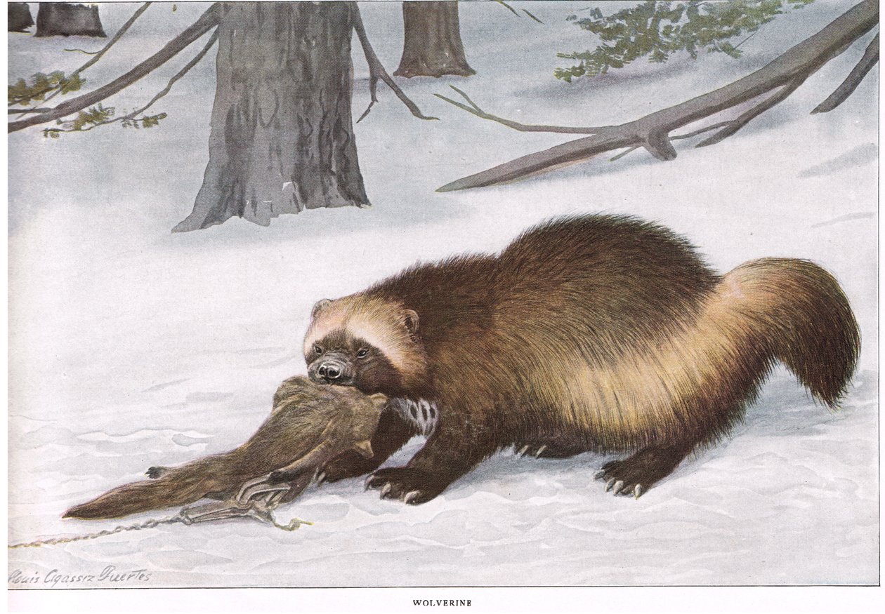 Wolverine autorstwa Louis Agassiz Fuertes