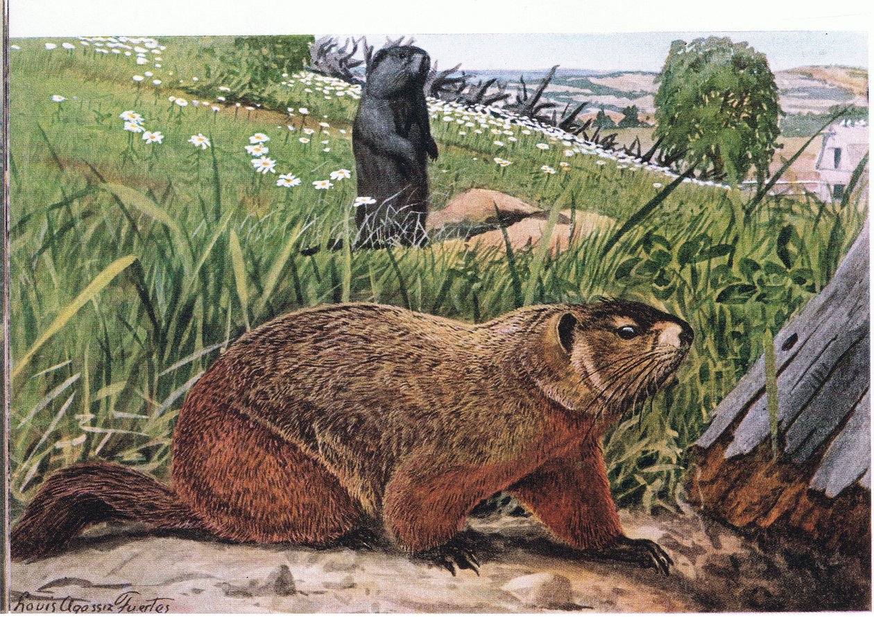 Woodchuck najbardziej znany ze wszystkich świstaków, żywi się pastwiskami autorstwa Louis Agassiz Fuertes