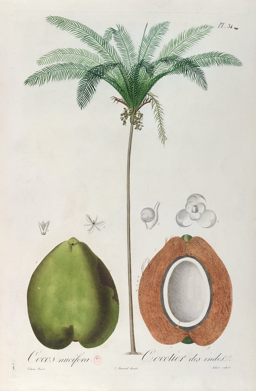 Orzechy kokosowe i drzewo kokosowe (palma), z „Flore des Antilles” François Richard de Tussac, 1808 autorstwa Louis Michel Dumesnil
