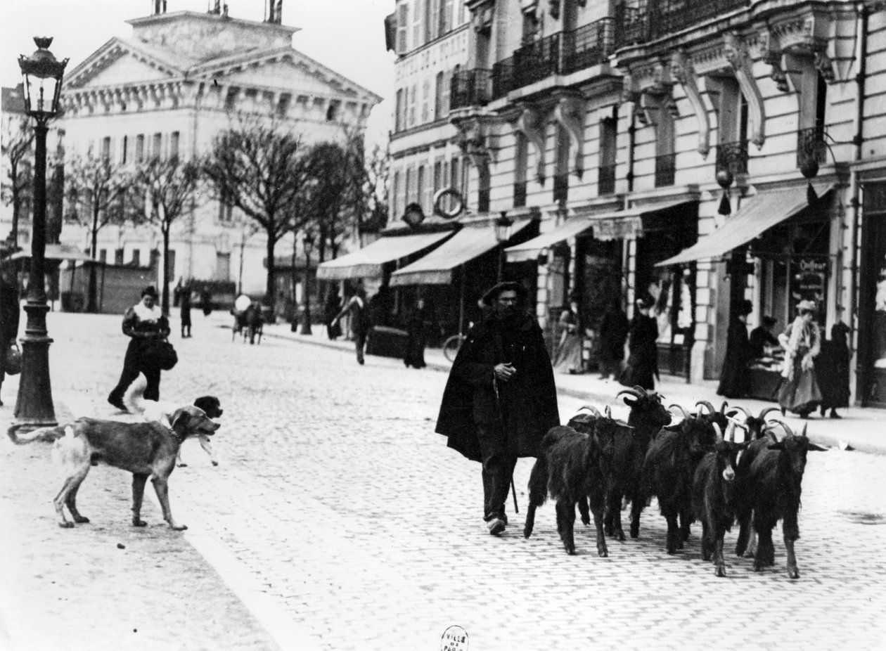 Pasterz zaganiający swoje stado kóz w Cours de Vincennes, Paryż, ok. 1900 r. (mc. zdjęcie) autorstwa Louis Vert