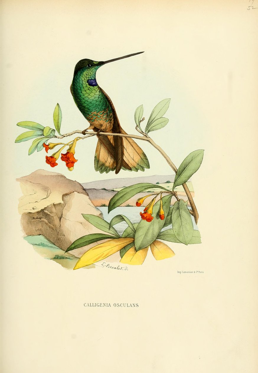 Calligenia osculans = Coeligena violifer osculans autorstwa Louis Victor Bevalet