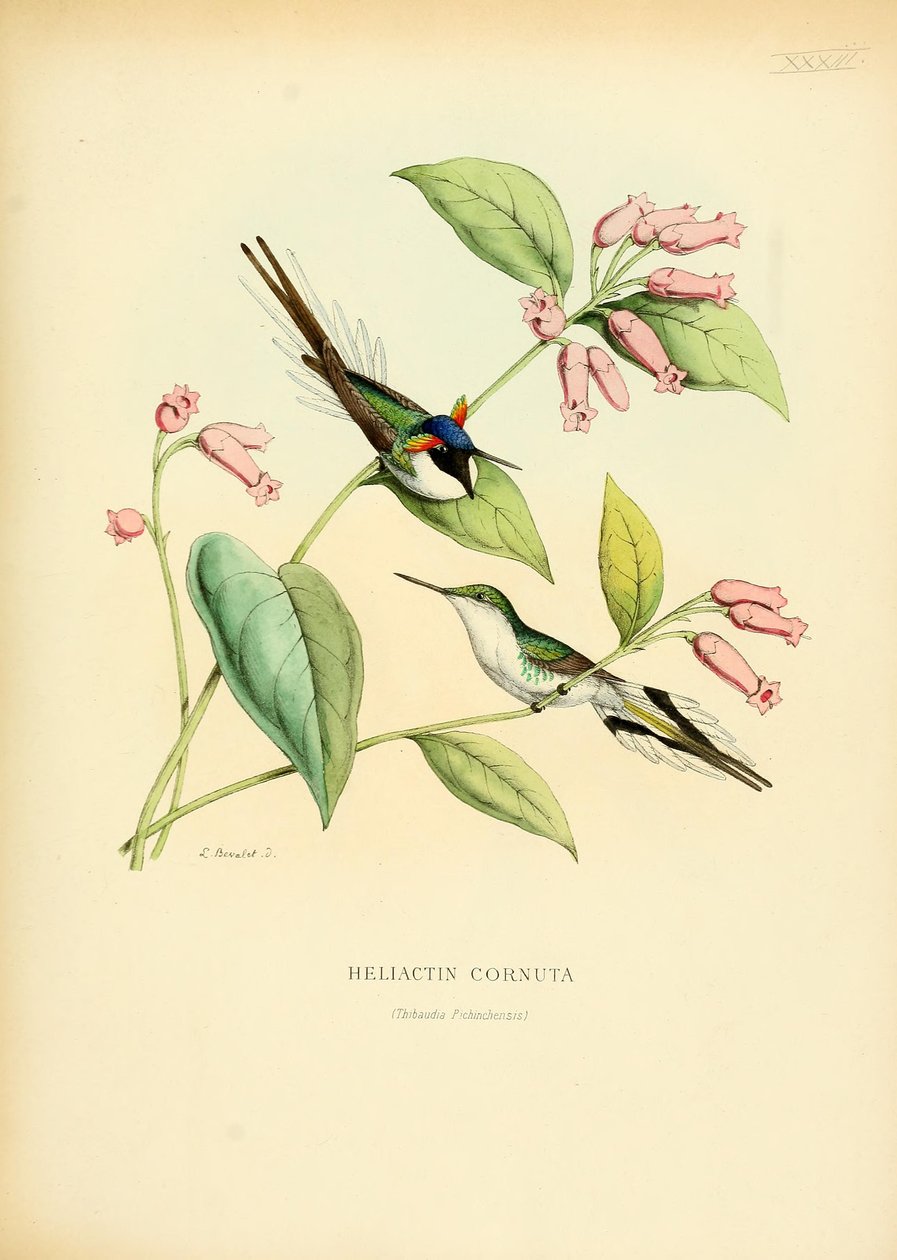 Heliaktyna cornuta autorstwa Louis Victor Bevalet