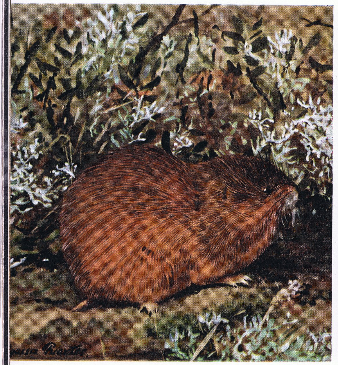 Brown Lemming, krępy gryzoń, który żyje w plastrze miodu w tunelach autorstwa Louis Agassiz Fuertes