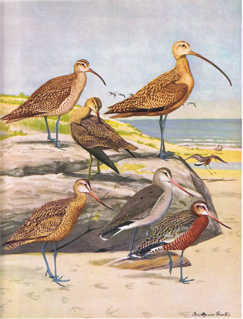 Hudsonian Curlew, Eskimo Curlew, Long Billed Curlew, Marbled Godwit, Hudsonian Godwit autorstwa Louis Agassiz Fuertes