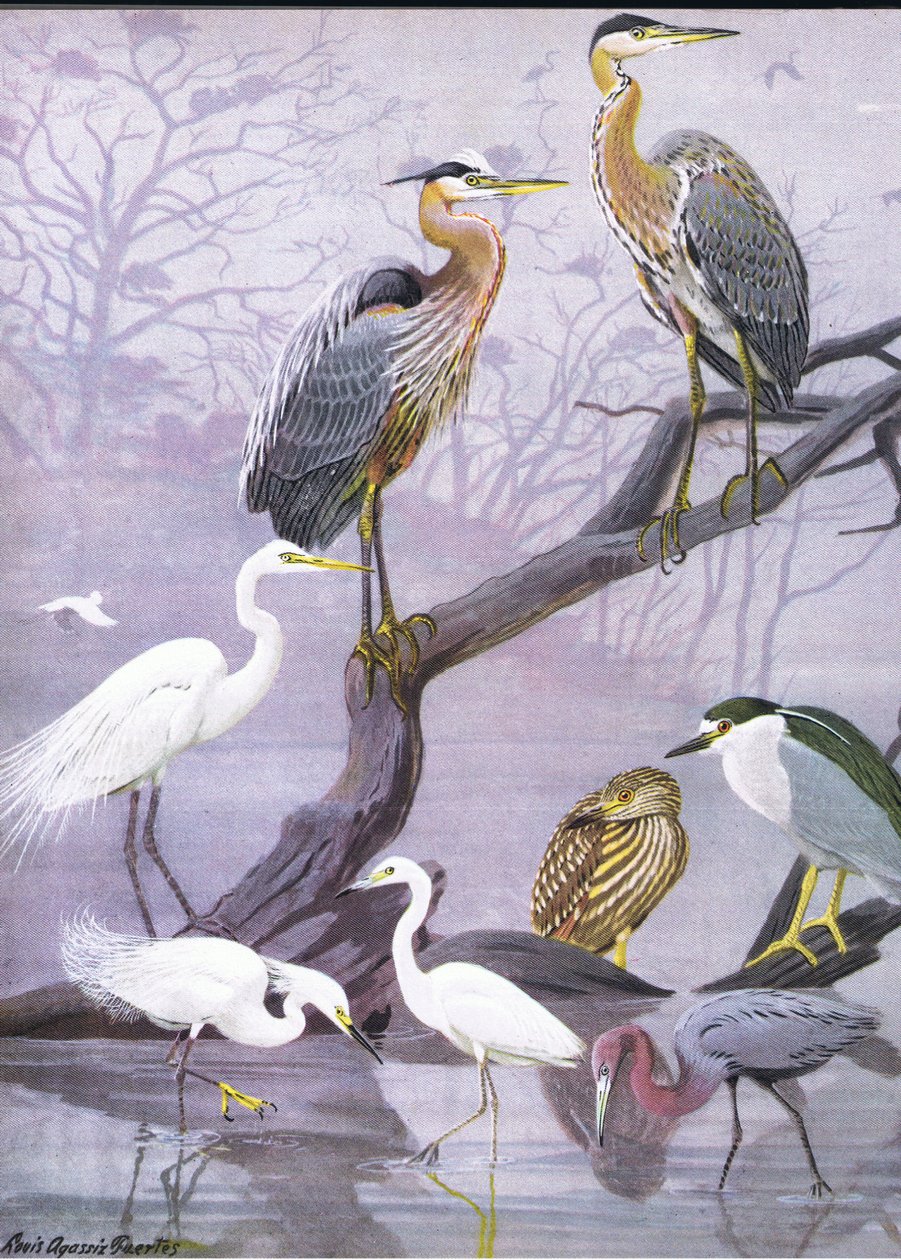 Ilustracja z publikacji The Natural History of American Birds of Eastern and Central North America. przez Bramhall House ok. 1970 r. autorstwa Louis Agassiz Fuertes