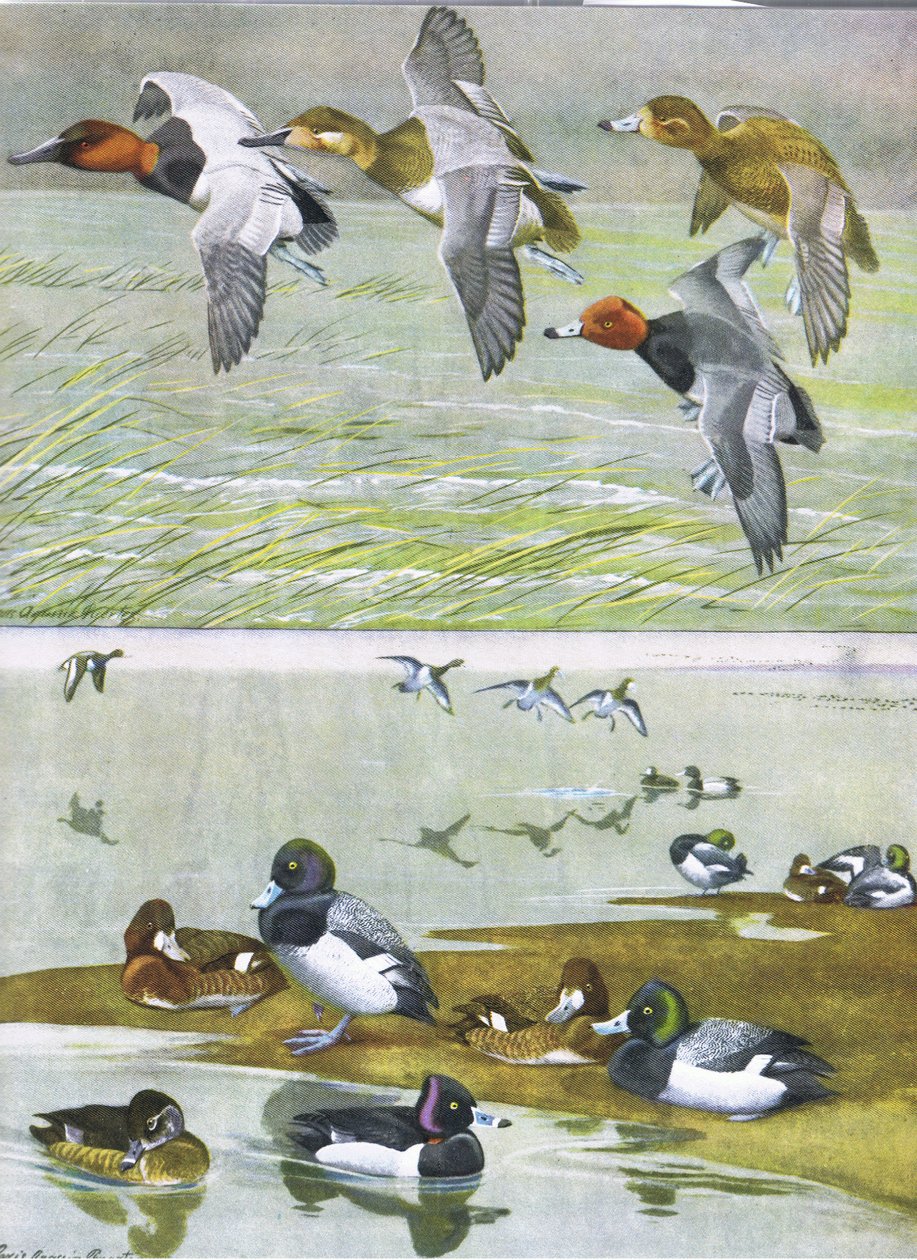 Ilustracja z publikacji The Natural History of American Birds of Eastern and Central North America. przez Bramhall House ok. 1970 r. autorstwa Louis Agassiz Fuertes
