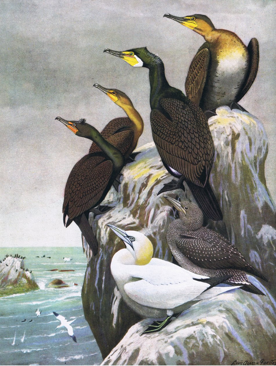 Ilustracja z publikacji The Natural History of American Birds of Eastern and Central North America. przez Bramhall House ok. 1970 r. autorstwa Louis Agassiz Fuertes
