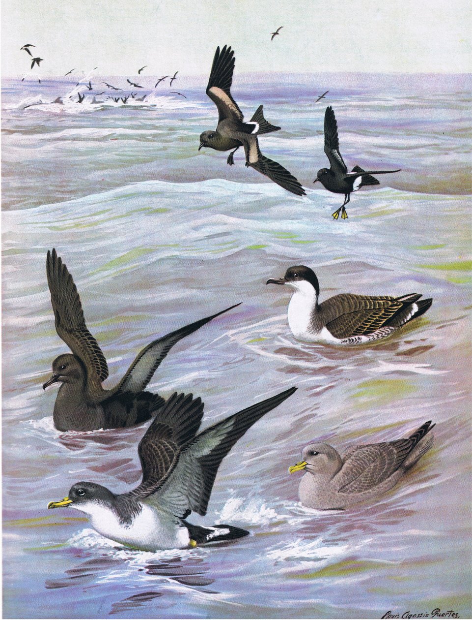 Ilustracja z publikacji The Natural History of American Birds of Eastern and Central North America. przez Bramhall House ok. 1970 r. autorstwa Louis Agassiz Fuertes