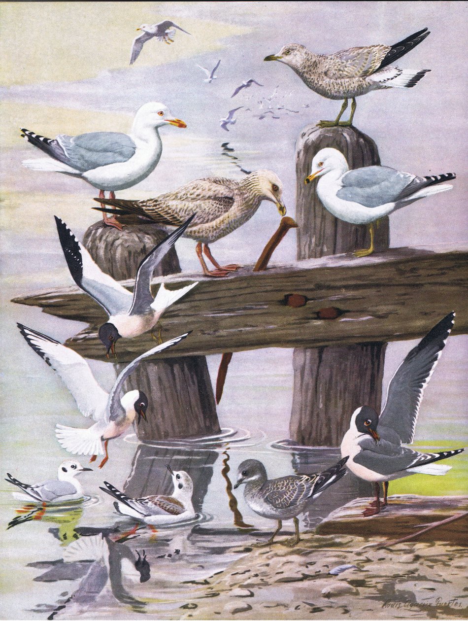 Ilustracja z publikacji The Natural History of American Birds of Eastern and Central North America. przez Bramhall House ok. 1970 r. autorstwa Louis Agassiz Fuertes
