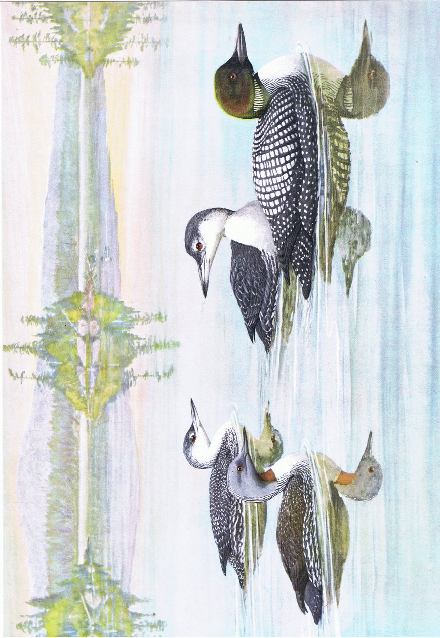 Ilustracja z publikacji The Natural History of American Birds of Eastern and Central North America. przez Bramhall House ok. 1970 r. autorstwa Louis Agassiz Fuertes