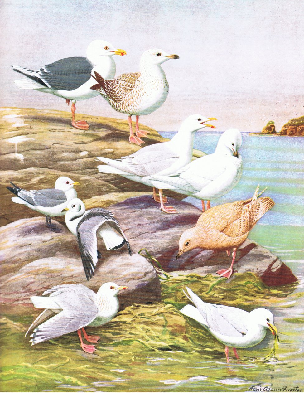 Ilustracja z publikacji The Natural History of American Birds of Eastern and Central North America. przez Bramhall House ok. 1970 r. autorstwa Louis Agassiz Fuertes