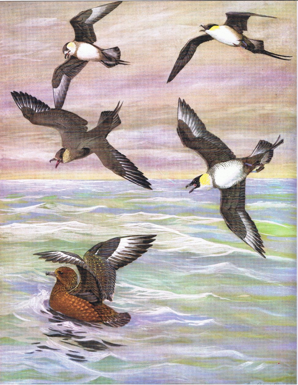 Ilustracja z publikacji The Natural History of American Birds of Eastern and Central North America. przez Bramhall House ok. 1970 r. autorstwa Louis Agassiz Fuertes