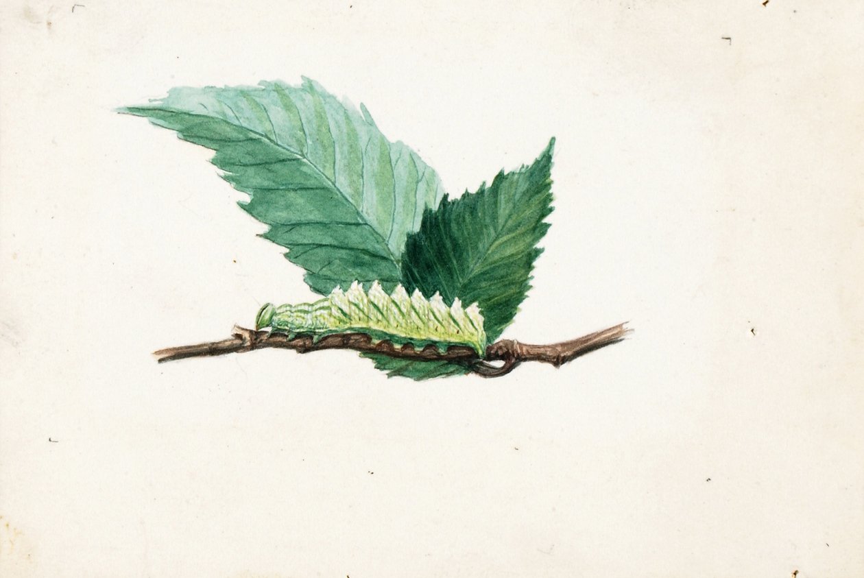 Gąsienica Jagged Leaf Edge, opracowanie do książki Concealing Coloration in the Animal Kingdom autorstwa Louis Agassiz Fuertes