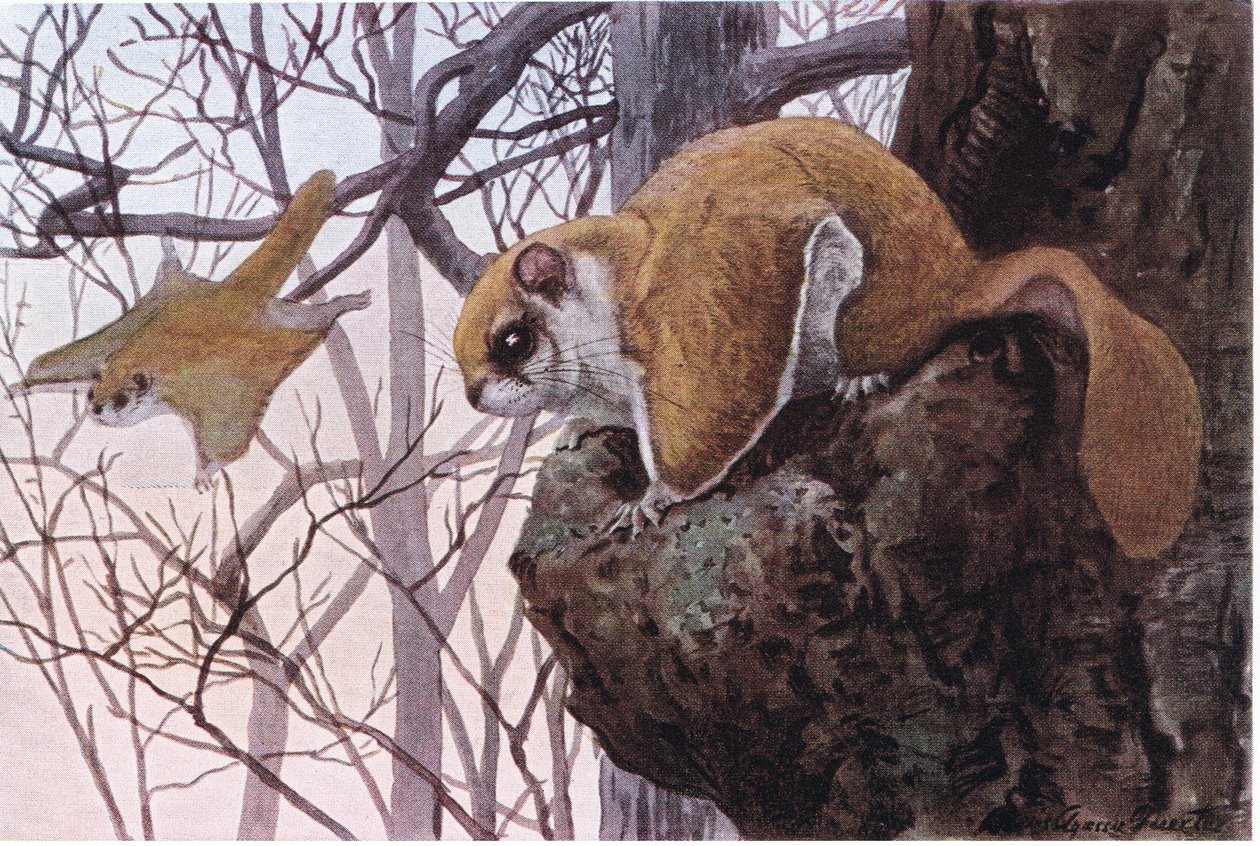 Southern Flying Squirrel ma membrany ślizgowe autorstwa Louis Agassiz Fuertes