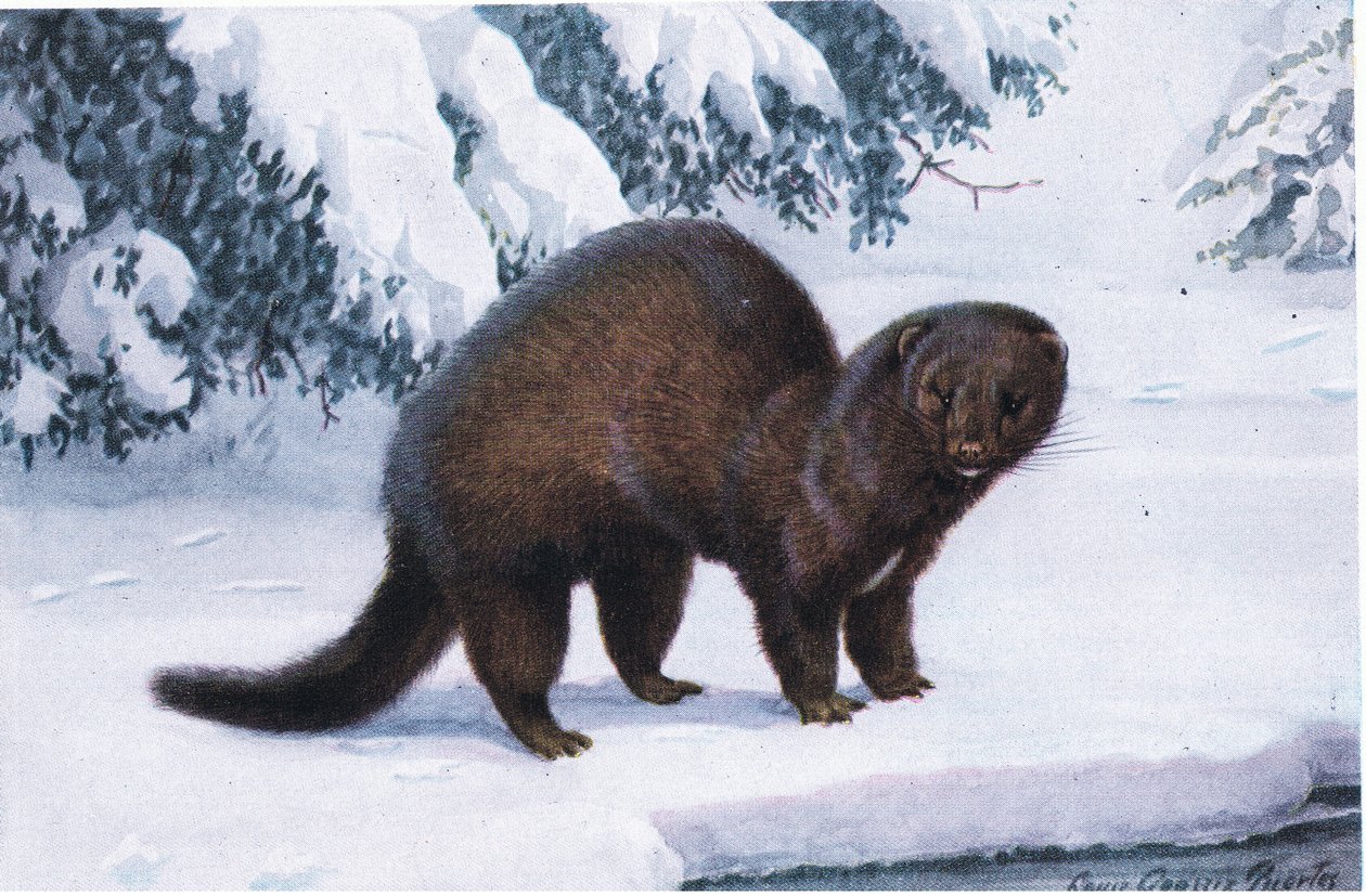 The Mink autorstwa Louis Agassiz Fuertes