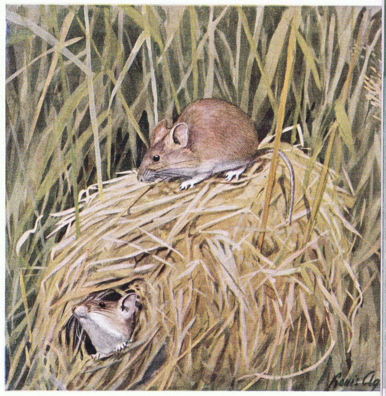 Western Harvest Mouse żyje i rozmnaża się w trawiastym gnieździe autorstwa Louis Agassiz Fuertes