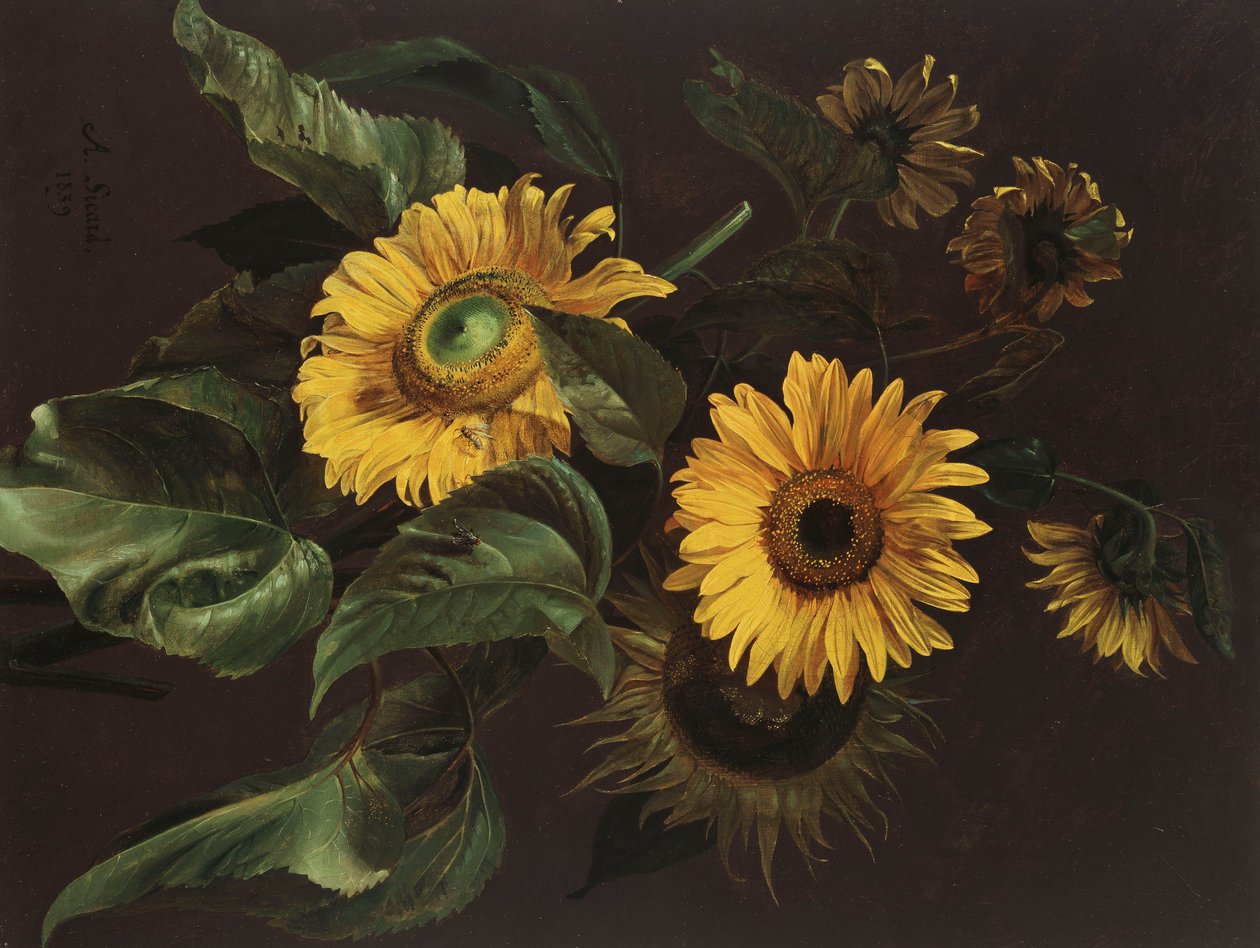 Słoneczniki, 1839 autorstwa Louis Apollinaire Sicard