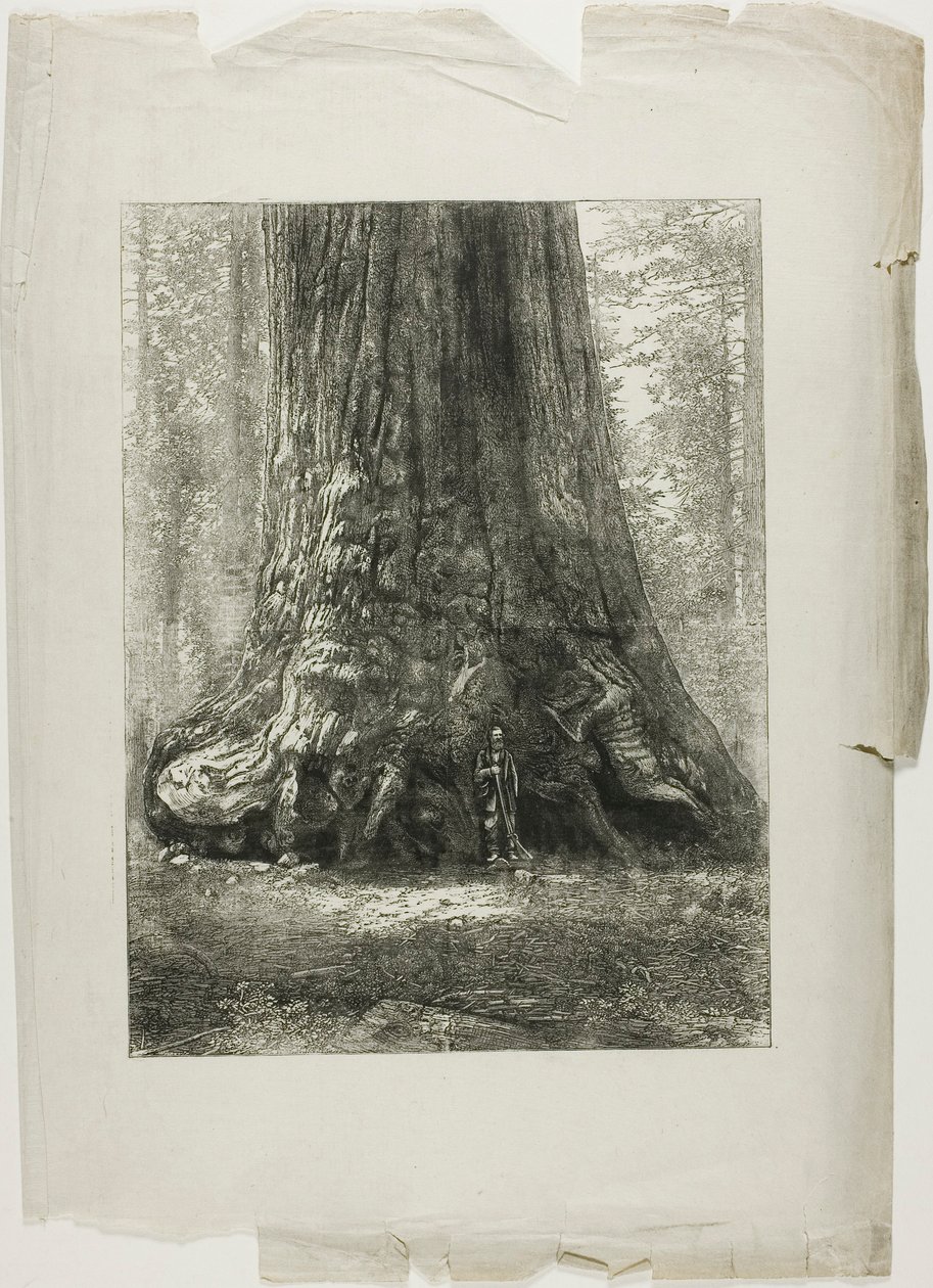 Twisted Trees autorstwa Louis Auguste Lepère