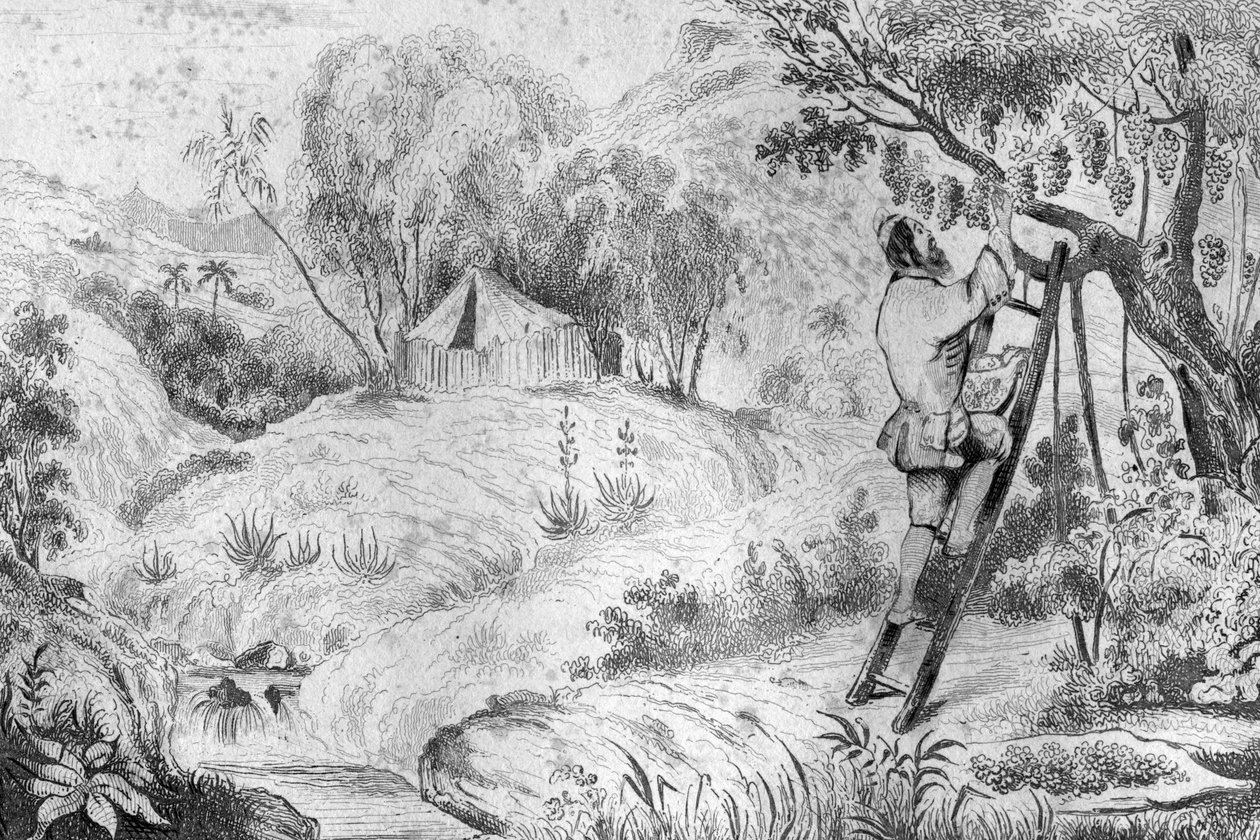 Miałem ponad dwieście klastrów... grawerowanie według rysunku M. de Sainsona do Księgi Daniela Defoe (De foe) „Robinson Crusoe”” wydanie francuskie z 1837 r. autorstwa Louis Auguste de Sainson