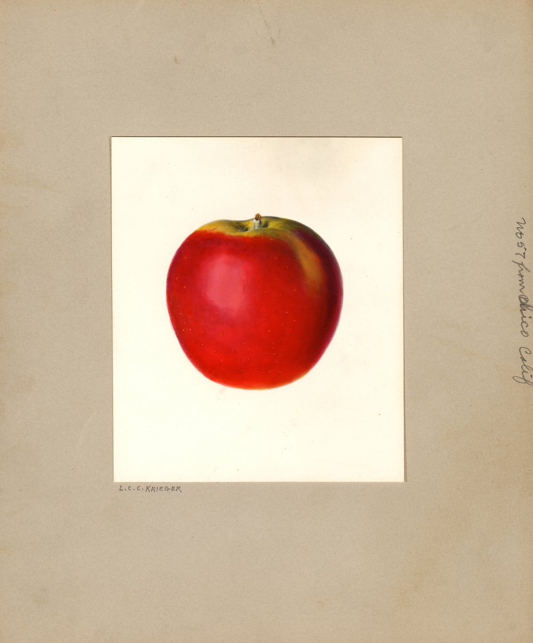Jabłko (Malus domestica: nr 57) (akwarela) autorstwa Louis Charles Christopher Krieger