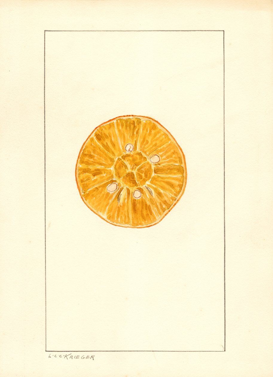 Pomarańcza (Citrus sinensis) (akwarela) autorstwa Louis Charles Christopher Krieger