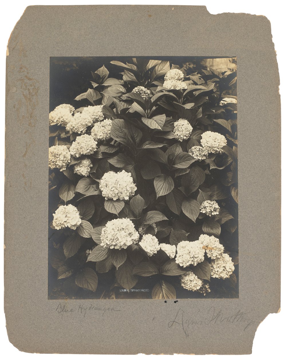 Tiffany Studios, ok. 1898-1920 (fotografia czarno-biała) autorstwa Louis Comfort Tiffany