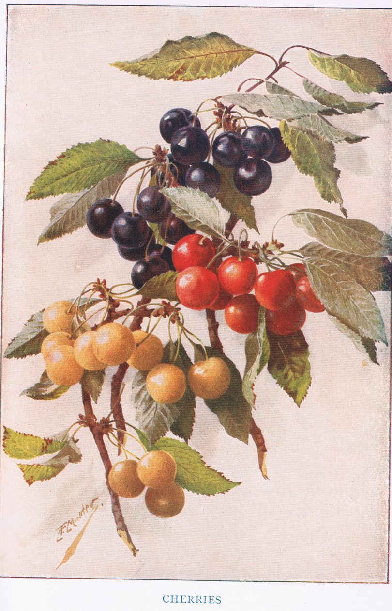 Wiśnie, ilustracja z „Country Days and Country Ways” (kolor lito) autorstwa Louis Fairfax Muckley