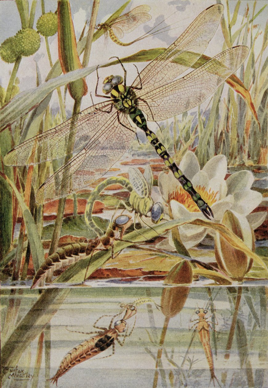 Ważka i Mayfly, ilustracja z „Stories of Insect Life” Williama J. Claxtona autorstwa Louis Fairfax Muckley