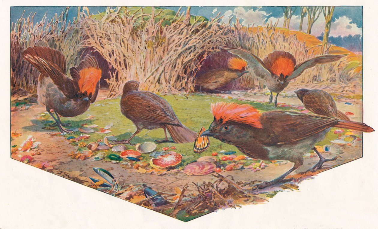 Ptaki altankowe ogrodnika, 1911, 1911 autorstwa Louis Fairfax Muckley