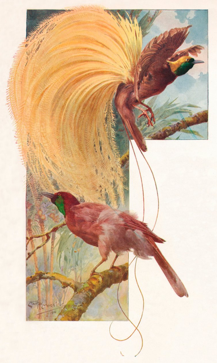 Wielkie ptaki raju, 1910, 1911 autorstwa Louis Fairfax Muckley