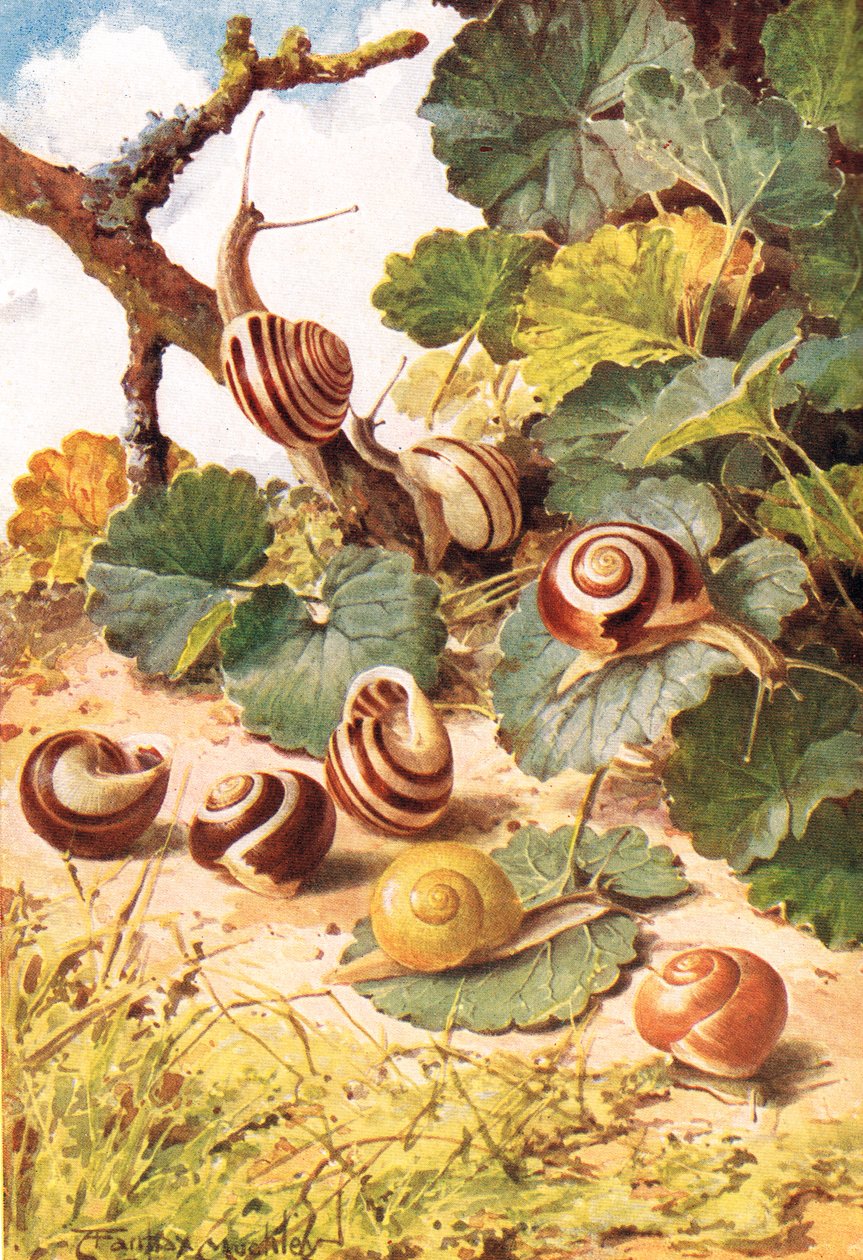 Ślimaki lądowe, ilustracja z „Country Days & Country Ways” (kolor lito) autorstwa Louis Fairfax Muckley
