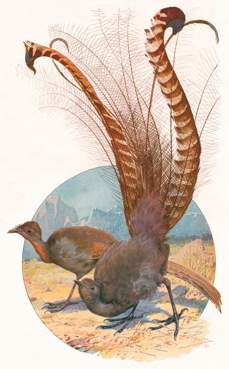 „Ptaki liry”, 1911, 1911 autorstwa Louis Fairfax Muckley