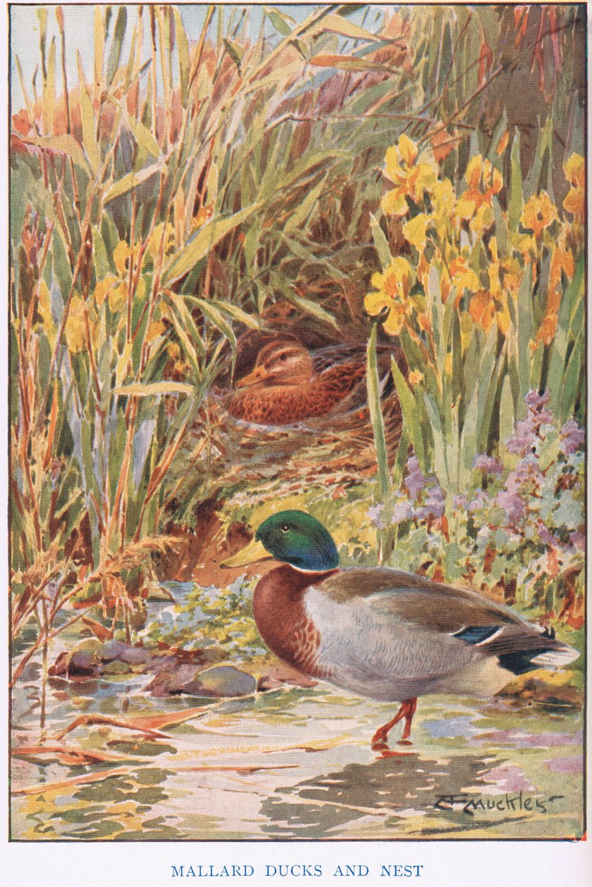 Kaczki krzyżówki i gniazdo, ilustracja z „Country Days and Country Ways” (kolor lito) autorstwa Louis Fairfax Muckley