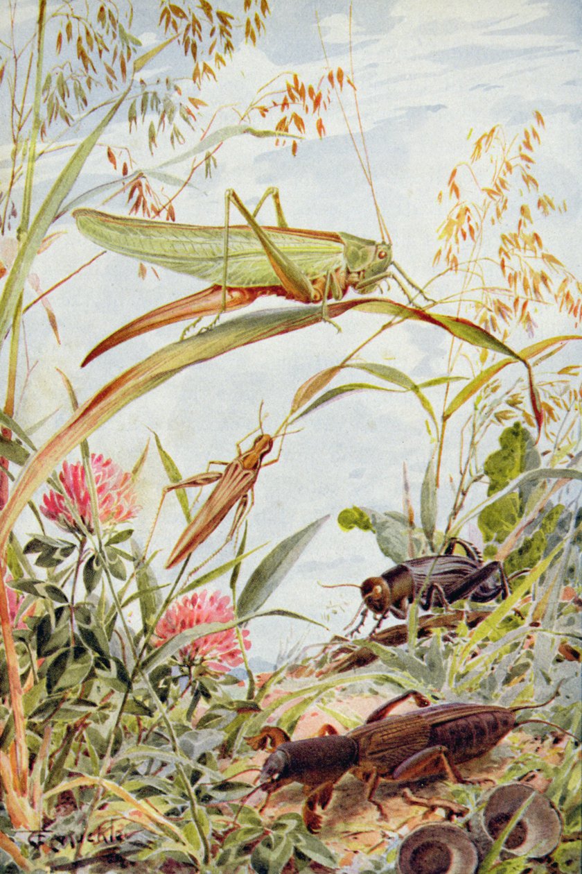 Musical Insects, ilustracja z „Stories of Insect Life” Williama J. Claxtona autorstwa Louis Fairfax Muckley